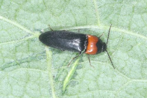 Ampedus sinuatus